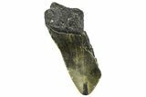 Partial, Fossil Megalodon Tooth - North Carolina #363756-1